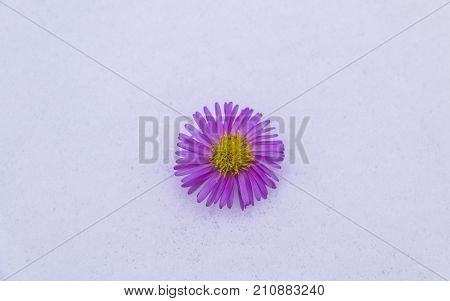 Shrub Aster with pink flowers lies on white fragile fluffy snow