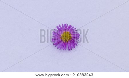 Shrub Aster with pink flowers lies on white fragile fluffy snow