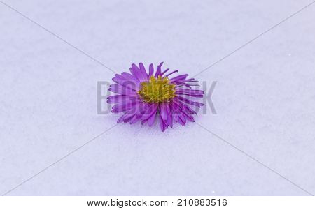 Shrub Aster with pink flowers lies on white fragile fluffy snow