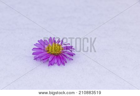 Shrub Aster with pink flowers lies on white fragile fluffy snow
