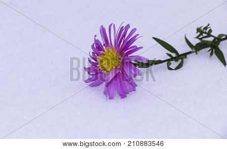 Shrub Aster with pink flowers lies on white fragile fluffy snow