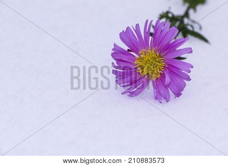 Shrub Aster with pink flowers lies on white fragile fluffy snow
