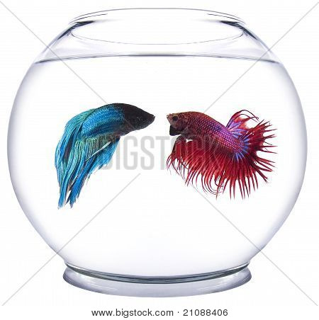 สีแดงกับปลาน้ำเงินเบต้า