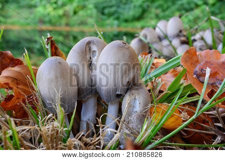 Clumps of Coprinus atramentarius or Common Inkcap or Tippler's bane mushrooms besides lake in autumn environment delicious edible mushrooms but conditionally toxic if consumed with alcohol
