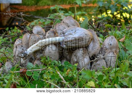 Cluster of Coprinus atramentarius or Common Inkcap or Tippler's bane mushrooms in natural habitat delicious edible mushroom but conditionally toxic if consumed with alcohol
