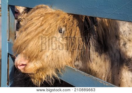 Close up young domestic yak or Bos Grunniens in zoo