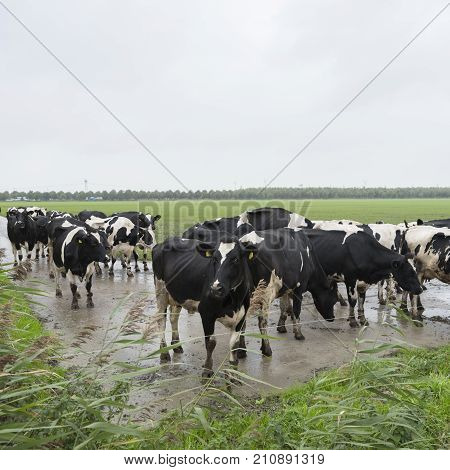 black and white cows in dutch landscape near farm in province of flevoland in the netherlands