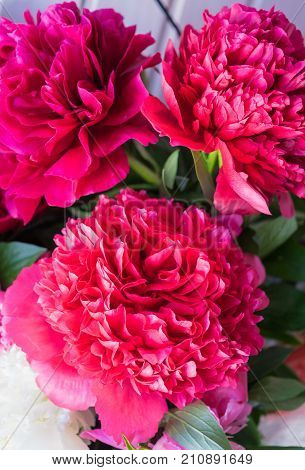 a bouquet of luxurious red peonies in a vase.