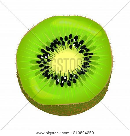 Fresh kiwi fruit half isolated on white. Vector illustration of kiwi part colorful element with brown skin, green color inside with little black seeds and light center. Succulent isolated fresh kiwi