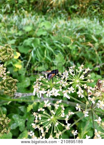 Black cattle fly (Mesembrina meridiana) sitting on a blooming flower head
