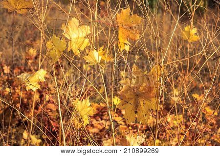 Falling maple leaves on autumn on dry grass