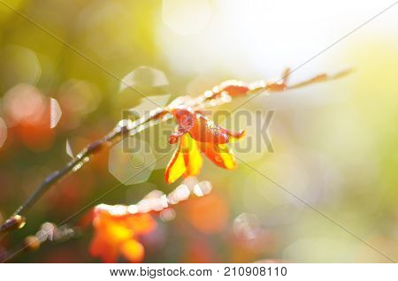 Flowers Of A Crocosmia Or Montbretia Against Sunlight