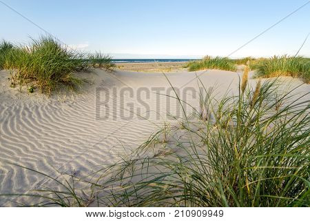 Beach with sand dunes and marram grass in soft evening sunset light. Baltic Sea.