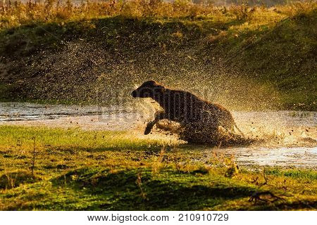Water Buffalo Grazing At Sunset  Next To The River Strymon In Northern Greece.