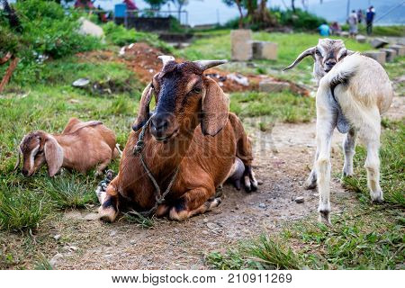Bunch of goats grazing in the rural countryside area