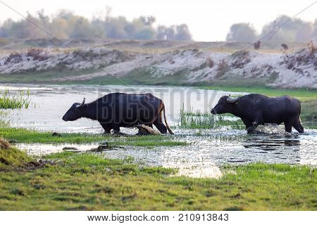 Water Buffalo Grazing At Sunset  Next To The River Strymon In Northern Greece.