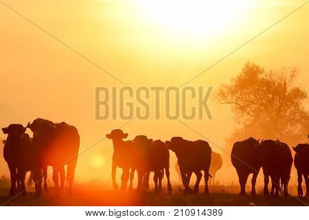 Water Buffalo Grazing At Sunset  Next To The River Strymon In Northern Greece.