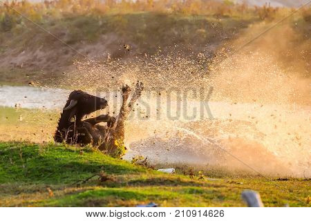 Water Buffalo Grazing At Sunset  Next To The River Strymon In Northern Greece.