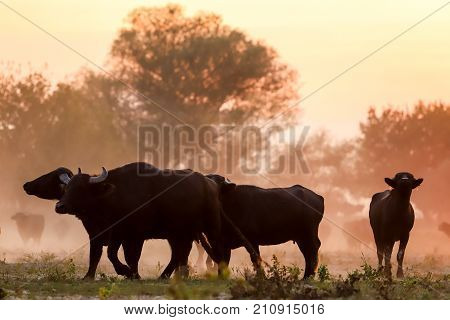 Water Buffalo Grazing At Sunset  Next To The River Strymon In Northern Greece.