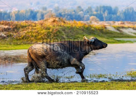 Water Buffalo Grazing At Sunset  Next To The River Strymon In Northern Greece.