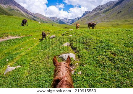 View Over Valley From The Horse Back, Kyrgyzstan