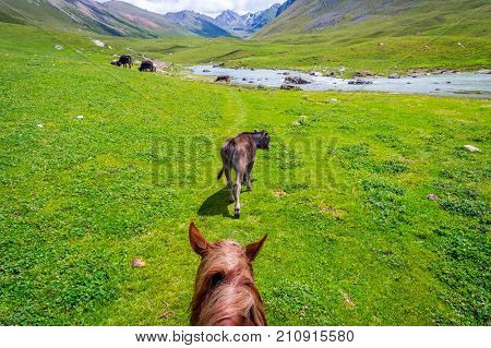 View Over Valley From The Horse Back, Kyrgyzstan