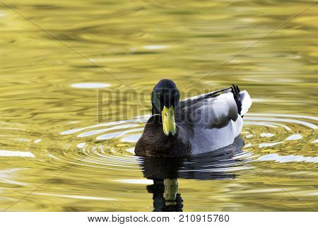 Swimming Mallard  / Wild Duck during sunset - Bedfont Lakes Country Park