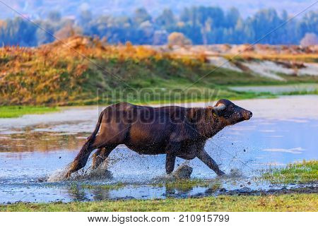 Water Buffalo Grazing At Sunset  Next To The River Strymon In Northern Greece.