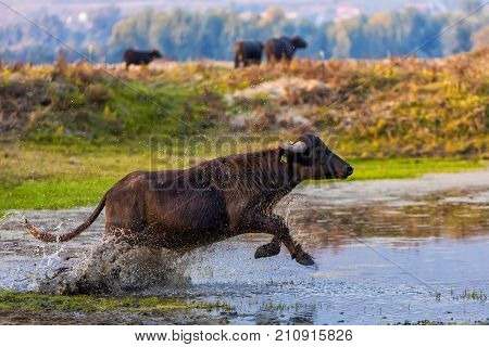 Water Buffalo Grazing At Sunset  Next To The River Strymon In Northern Greece.