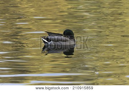 Swimming Mallard  / Wild Duck during sunset - Bedfont Lakes Country Park