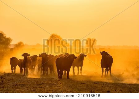 Water Buffalo Grazing At Sunset  Next To The River Strymon In Northern Greece.