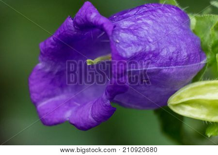 Canterbury Bells Flower from Gardens By The Bay in Singapore. Beautiful blue flower close-up from the Botanical Garden of Singapore