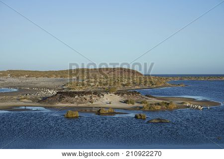 Gentoo Penguins (Pygoscelis papua) crossing a lagoon on the way to their colony after spending the day feeding at sea. Sea Lion Island in the Falkland Islands.