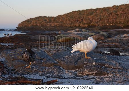 Pair of Kelp Geese (Chloephaga hybrida malvinarum) on a beach on Sea Lion Island in the Falkland Islands.