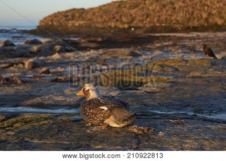 Falkland Steamer Duck (Tachyeres brachypterus) on a sandy beach on Sea Lion Island in the Falkland Islands.