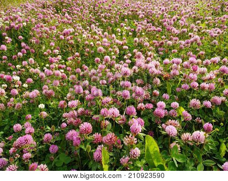 Masses of red clover flowers  (Trifolium pratense), Iceland