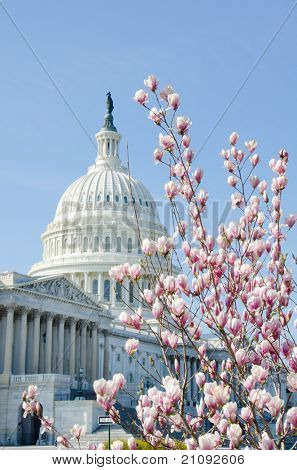 Capitol building in primavera - Washington DC