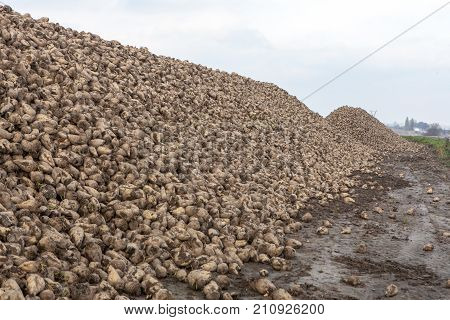 Pile Of Sugar Beets