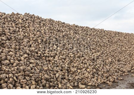 Pile Of Sugar Beets