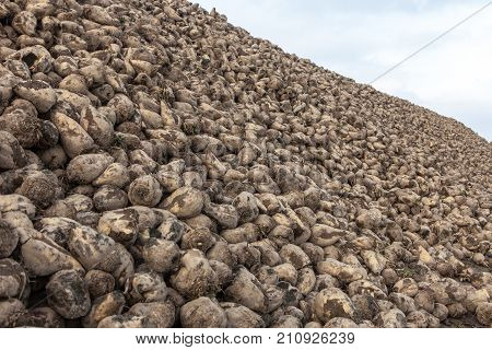 Pile Of Sugar Beets