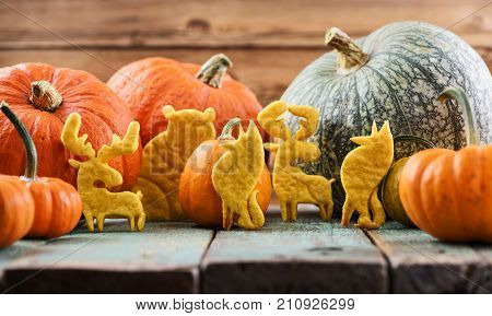 Sweet homemade pumpkin cookies shaped like animals: bear moose wolf decorated with raw pumpkins on blue wooden background copy space