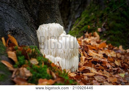 The rare Edible Lion's Mane Mushroom / Hericium Erinaceus / pruikzwam in the Forest. Beautifully radiant and striking with its white color between autumn leaves and the green moss Photographed on the Veluwe at the leuvenum forest in the Netherlands.