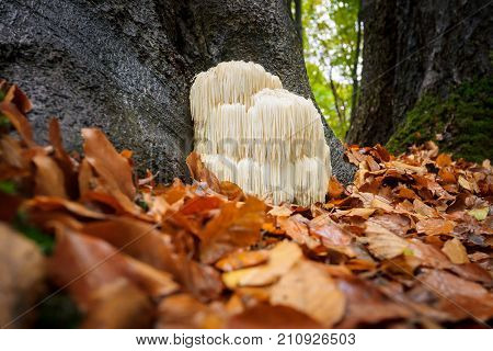 The rare Edible Lion's Mane Mushroom / Hericium Erinaceus / pruikzwam in the Forest. Beautifully radiant and striking with its white color between autumn leaves and the green moss Photographed on the Veluwe at the leuvenum forest in the Netherlands.