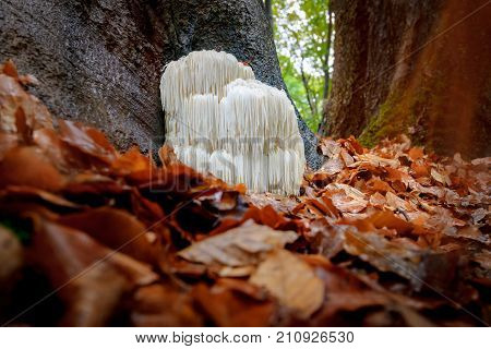 The rare Edible Lion's Mane Mushroom / Hericium Erinaceus / pruikzwam in the Forest. Beautifully radiant and striking with its white color between autumn leaves and the green moss Photographed on the Veluwe at the leuvenum forest in the Netherlands.