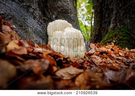 The rare Edible Lion's Mane Mushroom / Hericium Erinaceus / pruikzwam in the Forest. Beautifully radiant and striking with its white color between autumn leaves and the green moss Photographed on the Veluwe at the leuvenum forest in the Netherlands.