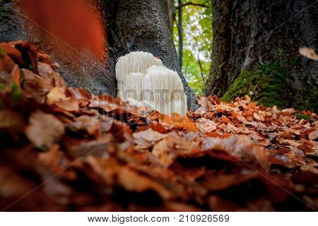 The rare Edible Lion's Mane Mushroom / Hericium Erinaceus / pruikzwam in the Forest. Beautifully radiant and striking with its white color between autumn leaves and the green moss Photographed on the Veluwe at the leuvenum forest in the Netherlands.