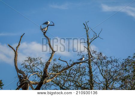 Common Terns In A Tree At Bradgate Park.