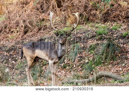 Stag At Bradgate Park.