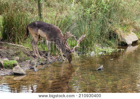 Stag At Bradgate Park.