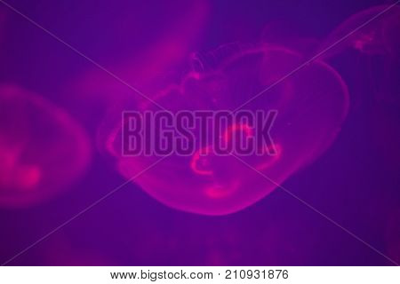 Moon Jellyfish Glowing Pink In Deep Blue Waters